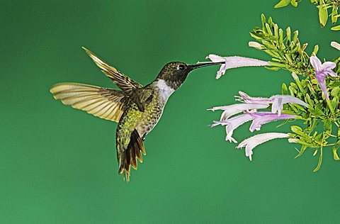 Black-chinned Hummingbird (Archilochus alexandri), male in flight feeding on Mexican Oregano (Poliomintha maderensis), Miller Canyon, Tucson, Arizona, USA