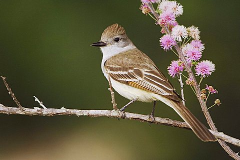 Ash-throated Flycatcher (Myiarchus cinerascens), adult perched, Uvalde County, Hill Country, Central Texas, USA