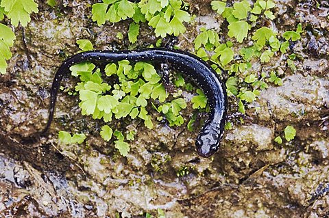 Western Slimy Salamander (Plethodon albagula), adult, with fern, Uvalde County, Hill Country, Central Texas, USA