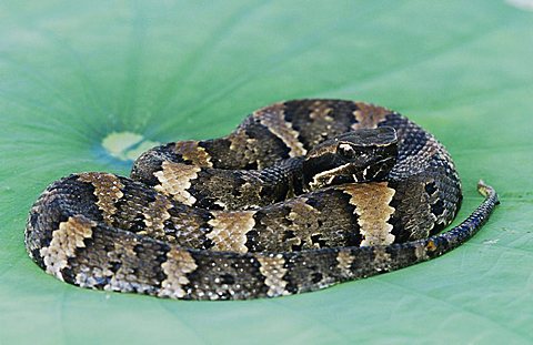 Western Cottonmouth (Agkistrodon piscivorus leucostoma), young sunning on American Lotus (Nelumbo lutea) lily pad, Corpus Christi, Coastal Bend, Texas, USA