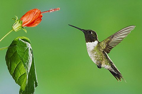 Ruby-throated Hummingbird (Archilochus colubris), male in flight feeding on Turk's Cap (Malvaviscus drummondii), Willacy County, Rio Grande Valley, South Texas, USA