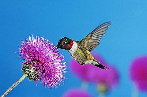 Ruby-throated Hummingbird (Archilochus colubris), male feeding on Texas Thistle (Cirsium texanum), Corpus Christi, Coastal Bend, Texas, USA