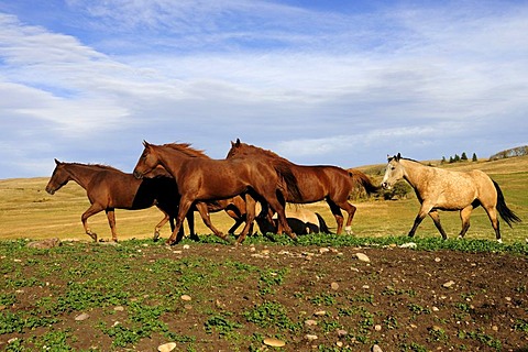 Horses trotting across the prairie, Saskatchewan, Canada, North America