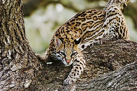 Ocelot (Felis pardalis), captive, female climbing mesquite tree, Corpus Christi, Coastal Bend, Texas, USA