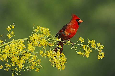 Northern Cardinal (Cardinalis cardinalis), male on blooming Paloverde (Parkinsonia texana), Starr County, Rio Grande Valley, South Texas, USA