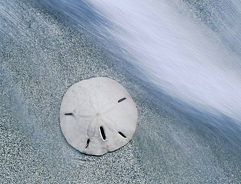 Keyhole Urchin, Sanddollar (Mellita quinquiesperforata), on beach, Sanibel Island, Florida, USA