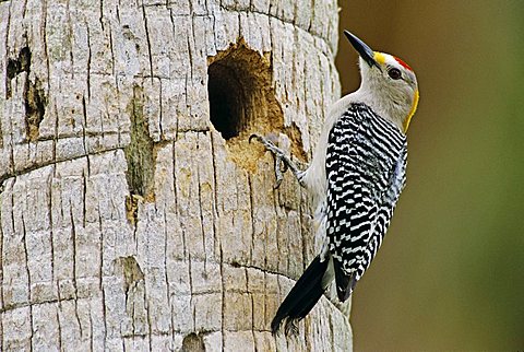 Golden-fronted Woodpecker (Melanerpes aurifrons), male at nesting cavity in palm tree, Brownsville, Rio Grande Valley, South Texas, USA