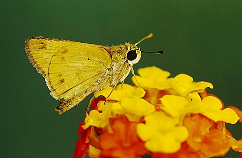 Fiery Skipper (Hylephila phyleus), adult on Texas Lantana (Lantana urticoides), Willacy County, Rio Grande Valley, South Texas, USA