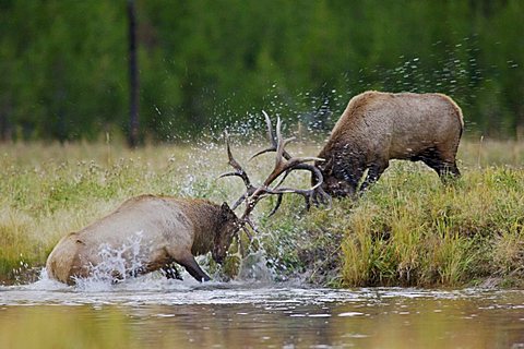 Elk, Wapiti (Cervus elaphus), bulls fighting, Yellowstone National Park, Wyoming, USA