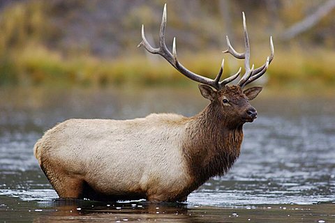 Elk, Wapiti (Cervus elaphus), bull crossing river, Yellowstone National Park, Wyoming, USA