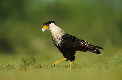 Crested Caracara (Caracara plancus), adult walking, Starr County, Rio Grande Valley, South Texas, USA