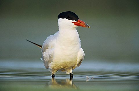 Caspian Tern (Sterna caspia), adult, Corpus Christi, Coastal Bend, Texas, USA