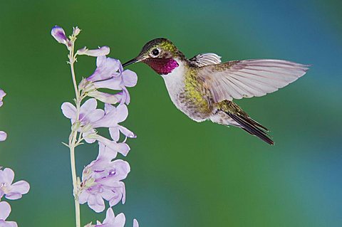 Broad-tailed Hummingbird (Selasphorus platycercus), male in flight feeding on Rocky Mountain Penstemon (Penstemon strictus), Rocky Mountain National Park, Colorado, USA