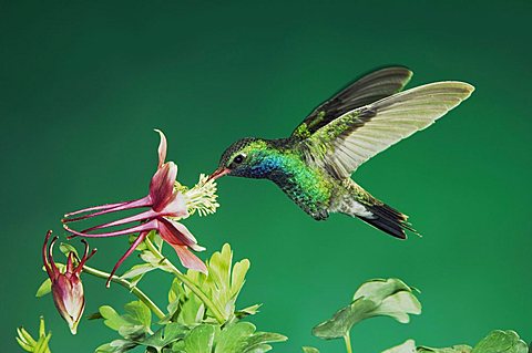 Broad-billed Hummingbird (Cynanthus latirostris), male in flight feeding on columbine, Madera Canyon, Tucson, Arizona, USA