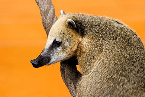 Coati (Nasua nasua), member of the Raccoon family (Procyonidae)