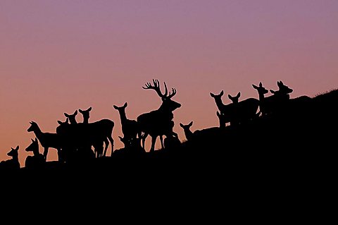 Red Deers (Cervus elaphus), silhouettes, Aurach, Tyrol, Austria, Europe