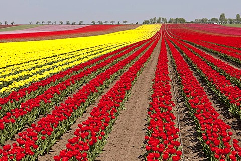 Tulip field, Tulips (Tulipa), Saxony-Anhalt, Germany, Europe