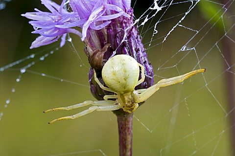 Goldenrod Crab Spider (Misumena vatia), female, Lake Riedener, Lech Valley, Ausserfern, Tyrol, Austria, Europe