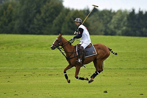 Cristobal Durrieu, Porsche Olympiapark team, riding his galloping polo horse, Bucherer Trophy 2010, polo tournament, Thann, Holzkirchen, Upper Bavaria, Bavaria, Germany, Europe