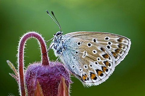 Common Blue butterfly (Polyommatus icarus), Schwaz, North Tyrol, Austria, Europe