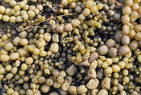 Neptune's necklace (Hormosira banksii), mangrove swamp, Opua, Bay of Islands, North Island, New Zealand