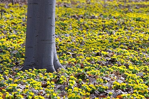 Trunk of a Beech (Fagus) tree in the middle of Yellow Wood Anemones (Anemone ranunculoides) in the morning