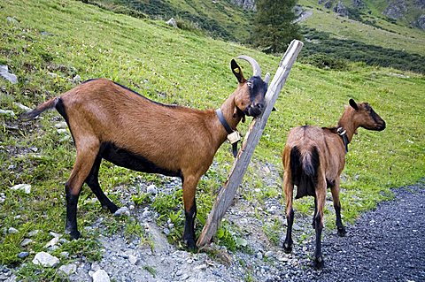 Domestic goats on an alpine pasture, Scheiben-Alm, Jamtal, Galtuer, Tyrol, Austria, Europe