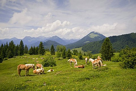 Tyrolean Haflinger, Buchauer alp, Erl, Tyrol, Austria, Europe