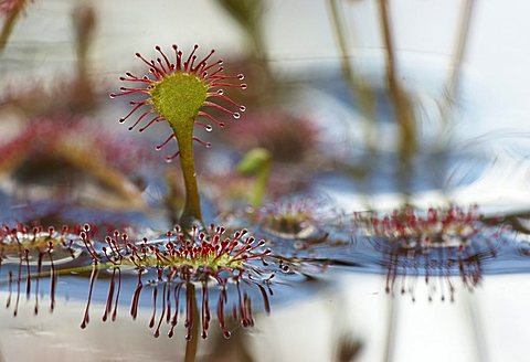 Spoonleaf Sundew (Drosera intermedia) and reflections in the water, Huvenhoopsmoor, Lower Saxony, Germany, Europe