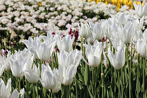 White tulips (Tulipa), bed of tulips at Festung Ehrenbreitstein, Federal horticulture show BUGA 2011, Koblenz, Rhineland-Palatinate, Germany, Europe