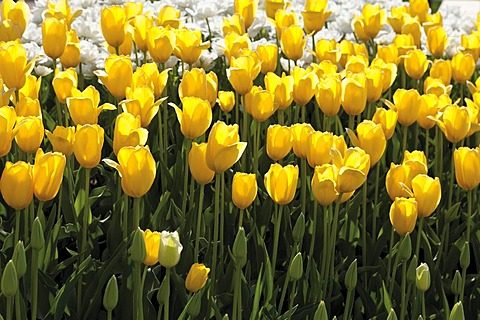 Yellow tulips (Tulipa), bed of tulips at Festung Ehrenbreitstein, Federal horticulture show BUGA 2011, Koblenz, Rhineland-Palatinate, Germany, Europe