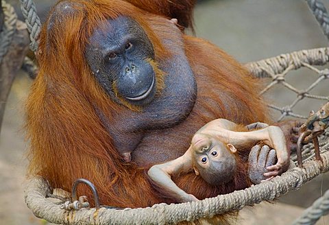 A 23-week old male orangutan baby (Pongo pygmaeus) sitting with its mother in a hammock in the zoo in Muenster, North Rhine-Westphalia, Germany