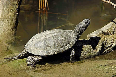 European Pond Terrapin (Emys orbicularis), Camargue, Provence, South France, Europe