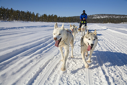 Sled dog tour with Siberian Huskies in Kiruna, Lappland, North Sweden, Sweden