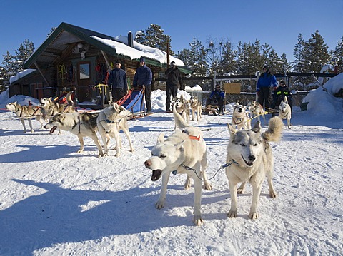 Four dog sleds with Siberian Huskies standing ready to depart in Kiruna, Lappland, North Sweden, Sweden