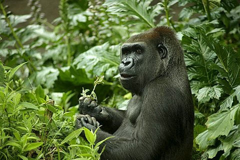 Gorilla chewing on a leaf in the zoo of Melbourne, Victoria, Australia