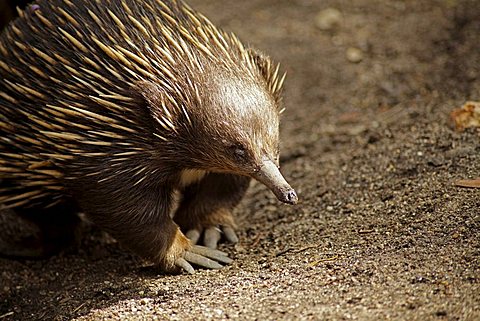 Spiny Anteater or Echidna (Tachyglossidae) in the zoo of Melbourne, Victoria, Australia