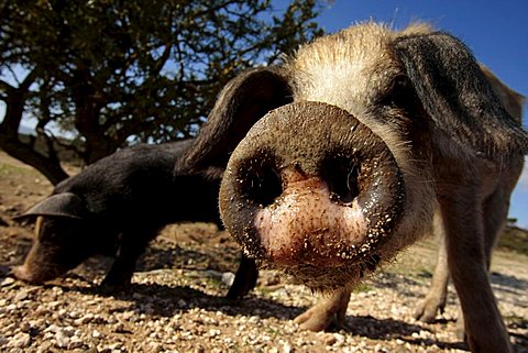 Curious pig, snout, Sardinia, Italy, Europe