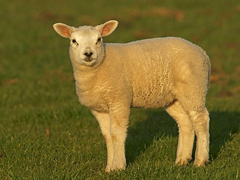 Texel sheep (Ovis Aries), lamb