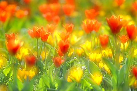 Spring meadow with tulips (Tulipa) and crocus (Crocus)