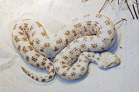 Saharan Horned Viper (Cerastes cerastes)