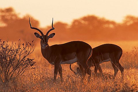 Impalas (Aepyceros melampus) at sunrise, Etosha National Park, Namibia, Africa