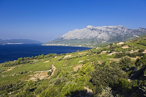 Coast with vineyards overlooking the Island of Korcula, Orebic, Peljesac Peninsula, Dalmatia, Croatia, Europe