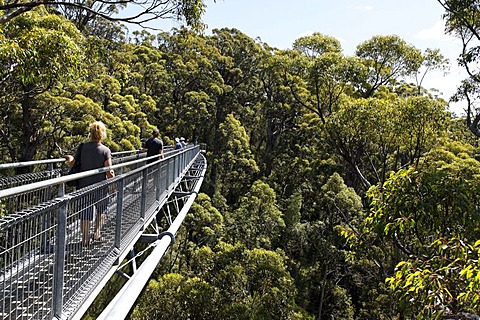 Valley of the Giants tree top walk, Walpole-Nornalup National Park, South West region of Western Australia