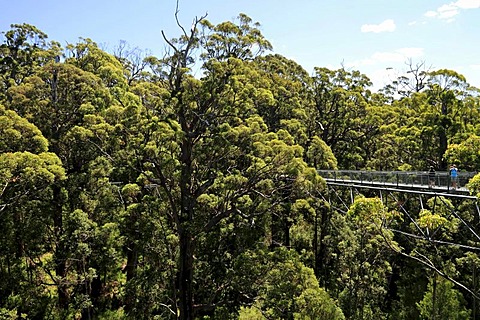 Valley of the Giants tree top walk, Walpole-Nornalup National Park, Western Australia, Australia