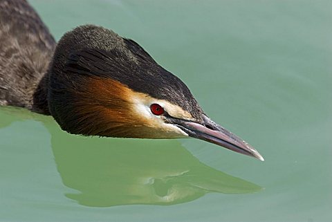 Great Crested Grebe (Podiceps cristatus), in threatening stance protecting its territory, portrait with reflection