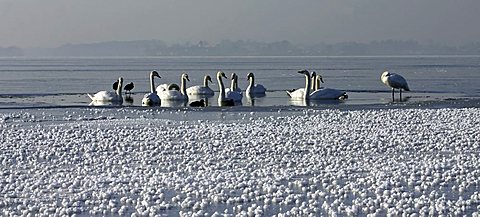 Swans (Cygnus olor) on partly frozen lake, Chiemsee lake, Chiemgau, Upper Bavaria, Germany, Europe