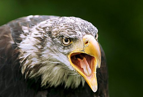 Bald Eagle (Haliaeetus leucocephalus), juvenile