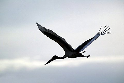 Silhouette of a Black-necked stork, Jabiru (Ephippiorhynchus asiaticus) in flight, Kimberley, Western Australia, Australia