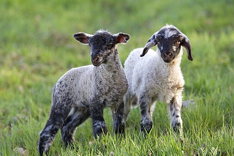 Easter lambs, sheep (Ovis orientalis Aries)